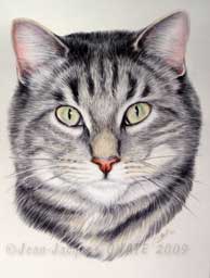 Dessin du chat europen gris tigr ralis au crayon de couleur.